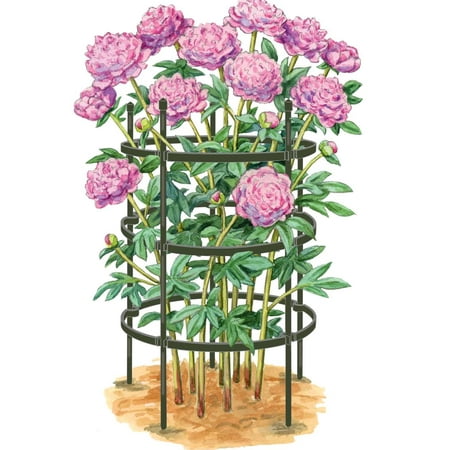 Titan Peony Supports Large Set of 2