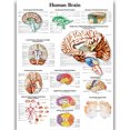 thumbnail image 1 of HD Human Anatomy Organ Pipe Canvas Art - Remastered Flannel Anime, In Stock, 14+, CE, 1 of 9