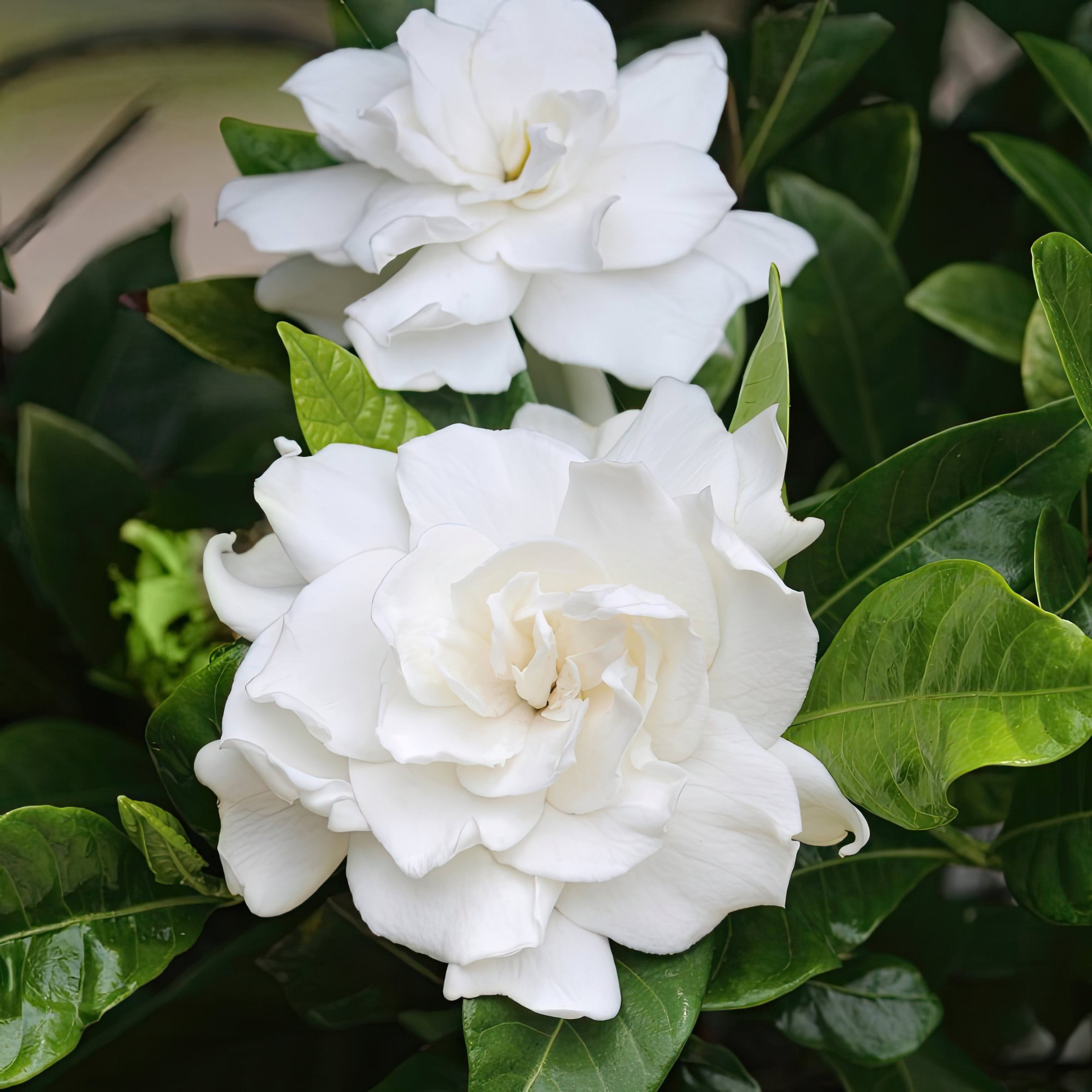 National Plant Network 3 gal. Gardenia Aimee Live Tree with Full Sunlight