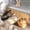 Three Cats Lying on the Floor, variant on 1pc Three Cats Under a Blanket Absorbent Non-Slip Bathroom Thickened Flannel Rug Decor,Soft,Quick Drying,Suitable For Indoor/outdoor Use,Bathrooms,Bedrooms,Kitchens,Terrace,Laundry Rooms,16"x24"