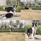 thumbnail image 5 of Correa de adiestramiento para perros/cachorros, 10 m, roja, correa larga para perros, nailon, entrenamiento para perros, 5 of 5