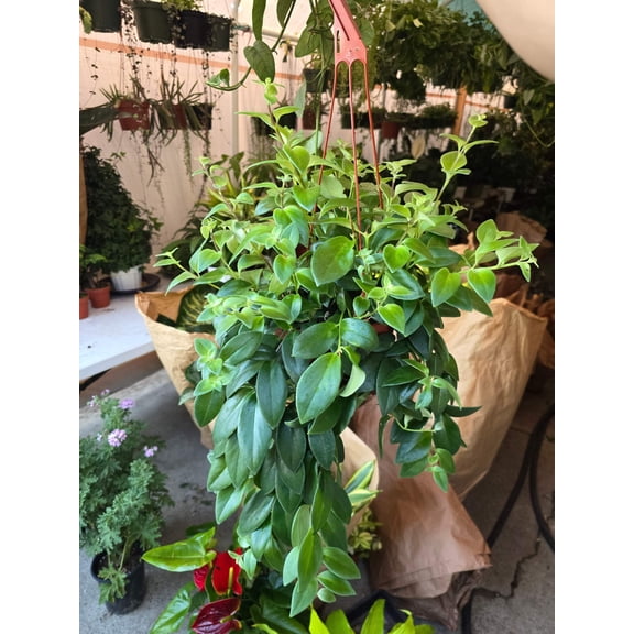6 inch pot -Premium Goldfish Plant,(Nematanthus ‘Shady Lady Marlene) super green shiny color, Indoor outdoor - Get similar to the picture