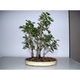 thumbnail image 2 of Dwarf Pandora Weeping Fig - Bonsai/Terrarium/Fairy Garden/Houseplant - 3" Pot, 2 of 3