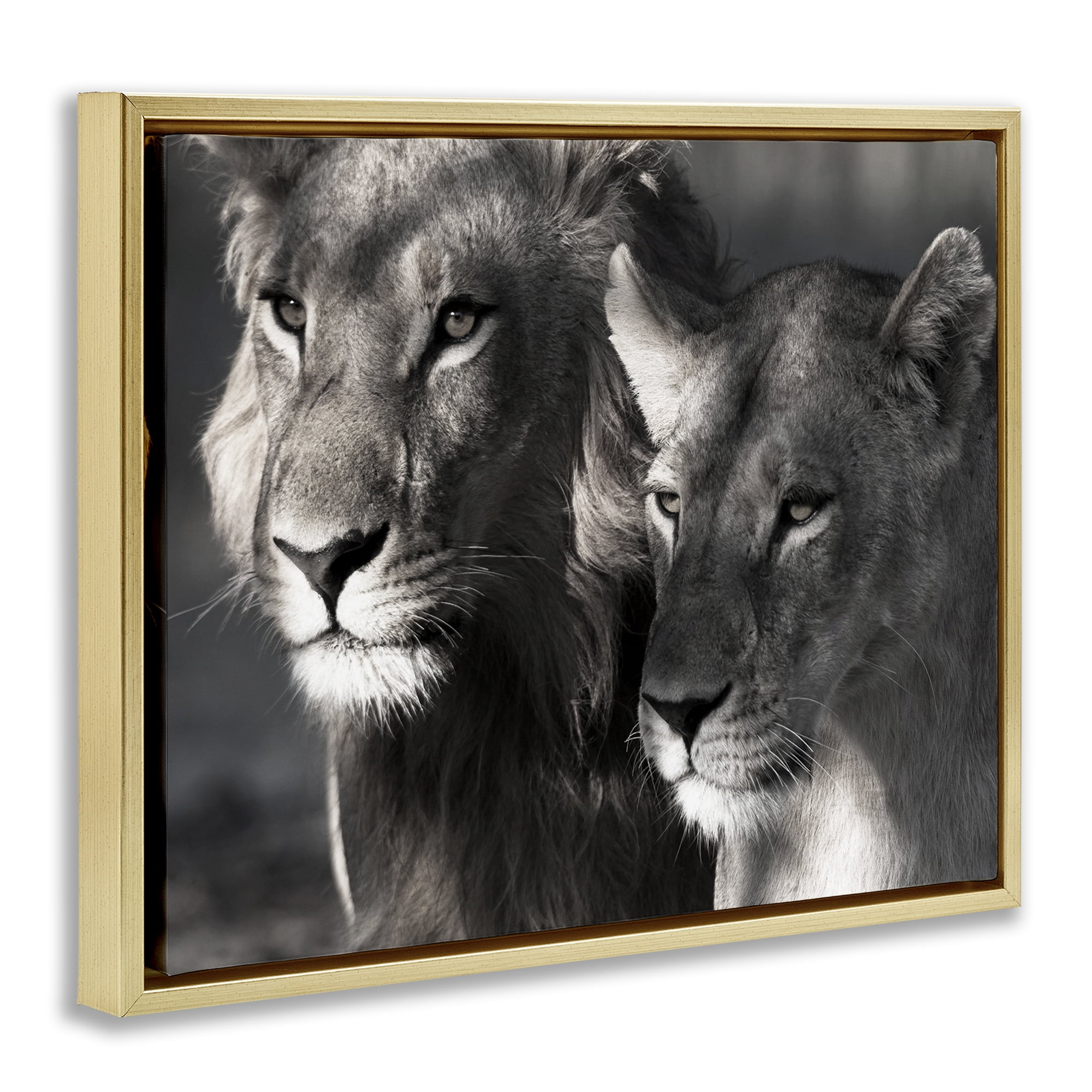 Stupell Industries Strong Lion & Lioness Animals & Insects Photography Gold Floater Framed Canvas Art Print Wall Art, 31 x 25