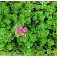 thumbnail image 2 of Emerald Green Sedum - Sedum spurium Makinoi - 2.5" Pot -Fairy Garden/House Plant, 2 of 2