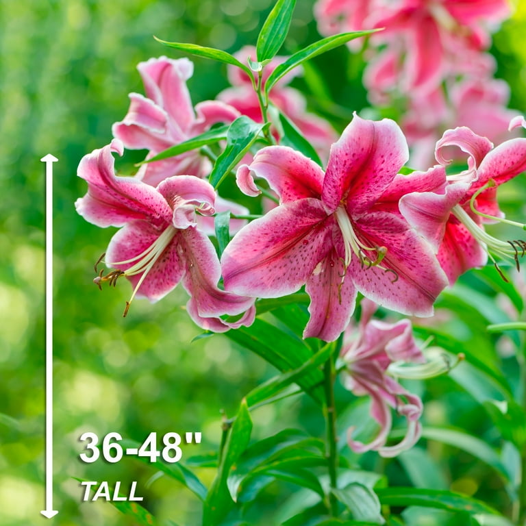 Lily Lilium Stargazer Oriental Lily Bulbs | Jackson & Perkins