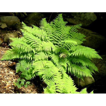 Classy Groundcovers, Lady Fern Northern Lady Fern (Bare root plants, Min 10)
