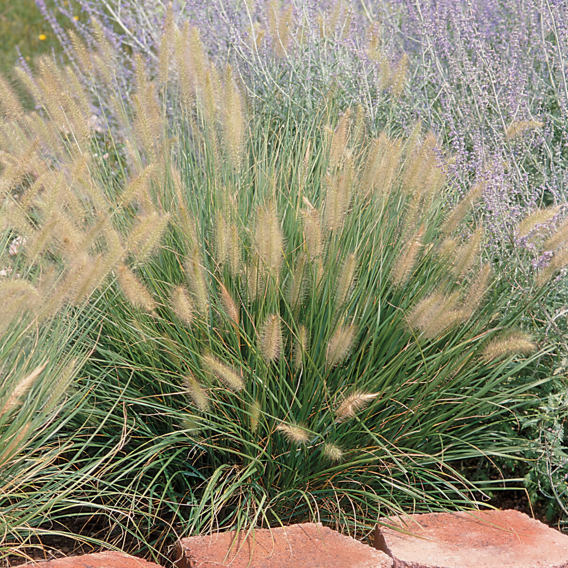 National Plant Network 4 in. Dwarf Fountain Live Ornamental Grass Hamelin (3-Pack)