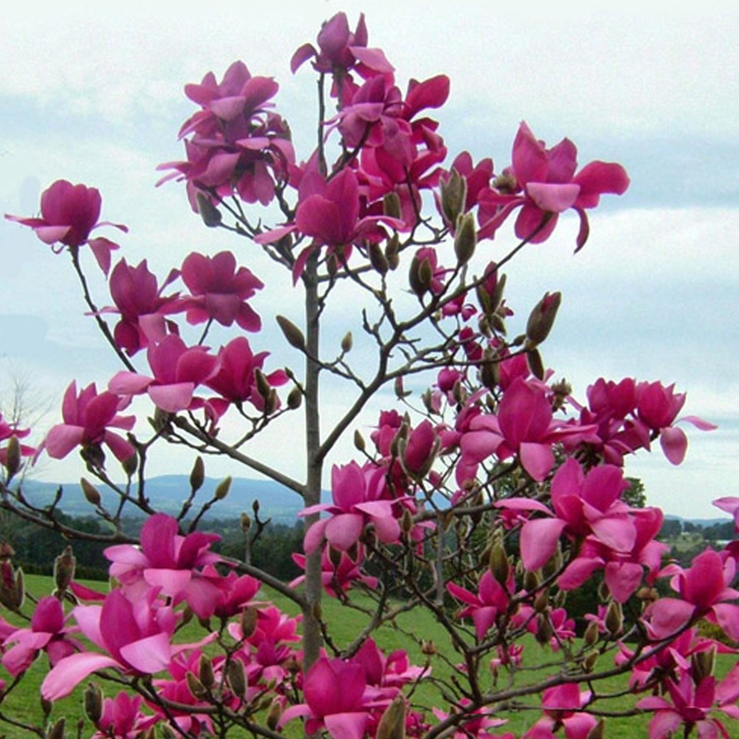 Expert Gardener 1-2' Magnolia Japanese Vulcan Live Tree in 1 gal. Grower Pot