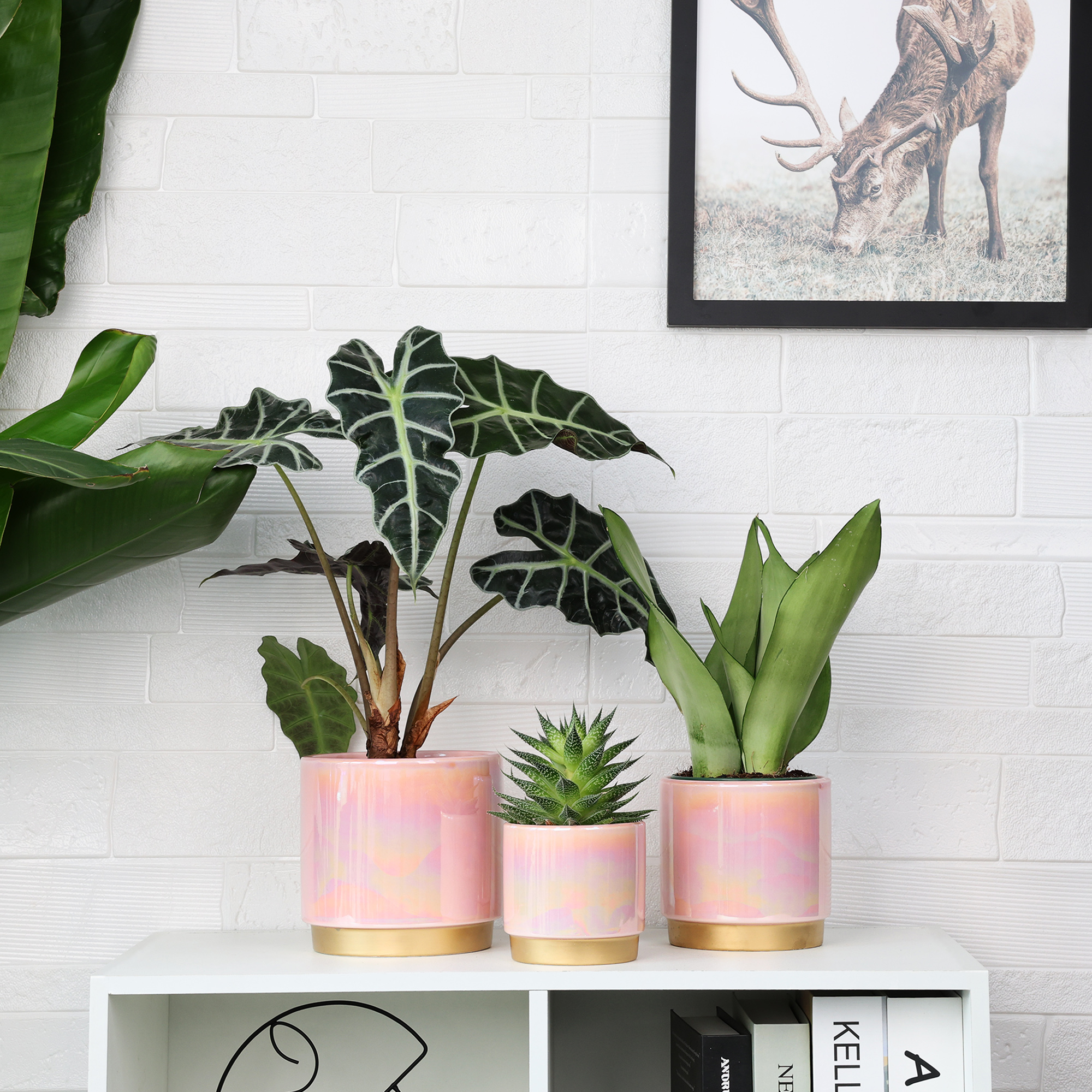 YFFSRJDJ Pink Indoor Plant Pots for Plants, Ceramic Planter with Drainage Hole, 6.0 inch+5.0 Inch+4.0 Inch. Succulent Orchid Flower Pot - Rainbow Pearl Glaze