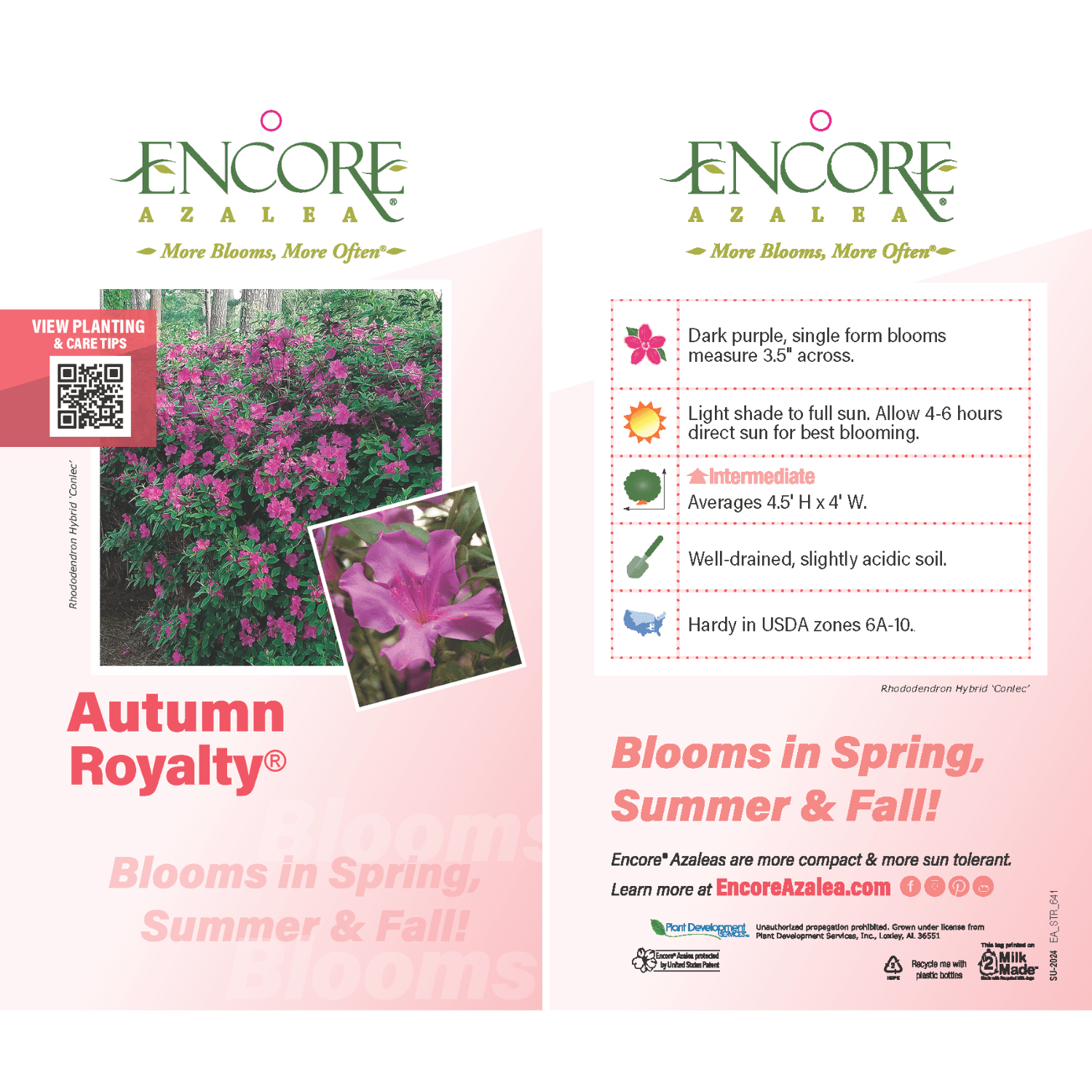 Encore Azalea Autumn Royalty (1 Gallon) Purple Flowering Shrub - Full Sun Live Outdoor Plant