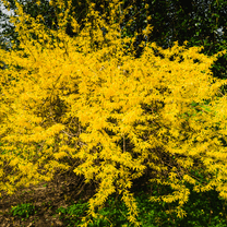Forsythia Shrub - Vibrant Yellow Blooms, Ideal for Small Gardens, 1-2 Feet Tall, Hardy Ornamental Plant for Landscaping and Borders