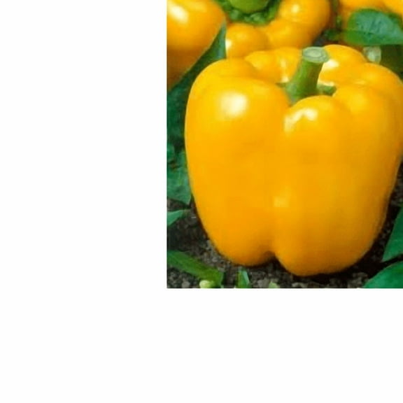 Pepper Sweet Golden Cal Wonder Heirloom Vegetable by Seed Kingdom Bulk 1 Lb Seeds