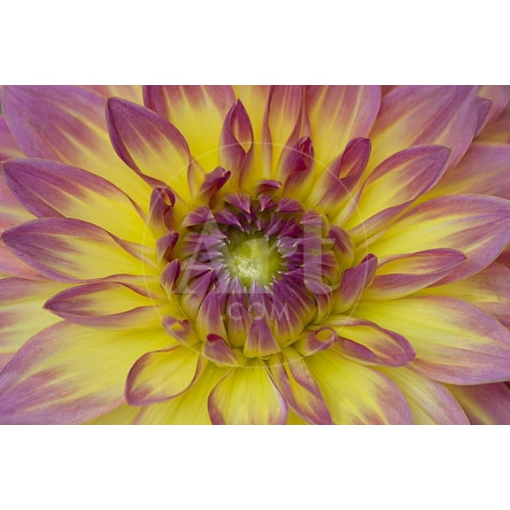 Purple and Yellow Dahlia, Botanical Unframed Photographic Print Wall Art by George Johnson Sold by Art.Com