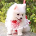 thumbnail image 4 of Princess Dog Harness With Bowknot and Leash For Outdoor Walking, 4 of 6
