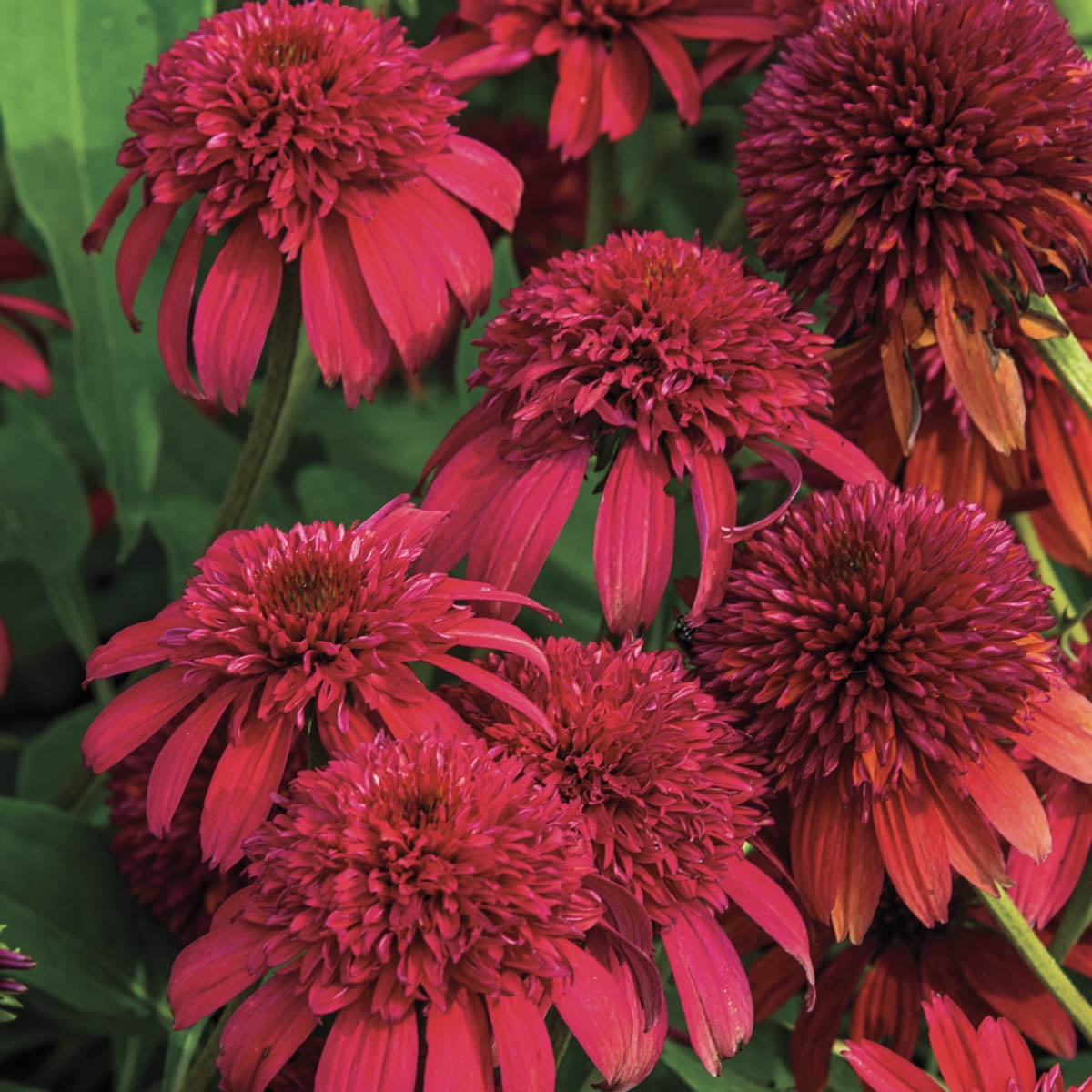 Double Scoop Coneflower Dormant Bare Root Perennial Starter Plant (1