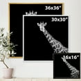 thumbnail image 4 of Designart 'Close Up Portrait Of A Giraffe On Black I' Farmhouse Framed Canvas Wall Art Print, 4 of 5