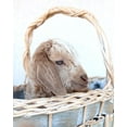 thumbnail image 2 of Soderman, Tania 20x24 White Modern Wood Framed Museum Art Print Titled - Friday in Basket I, 2 of 4