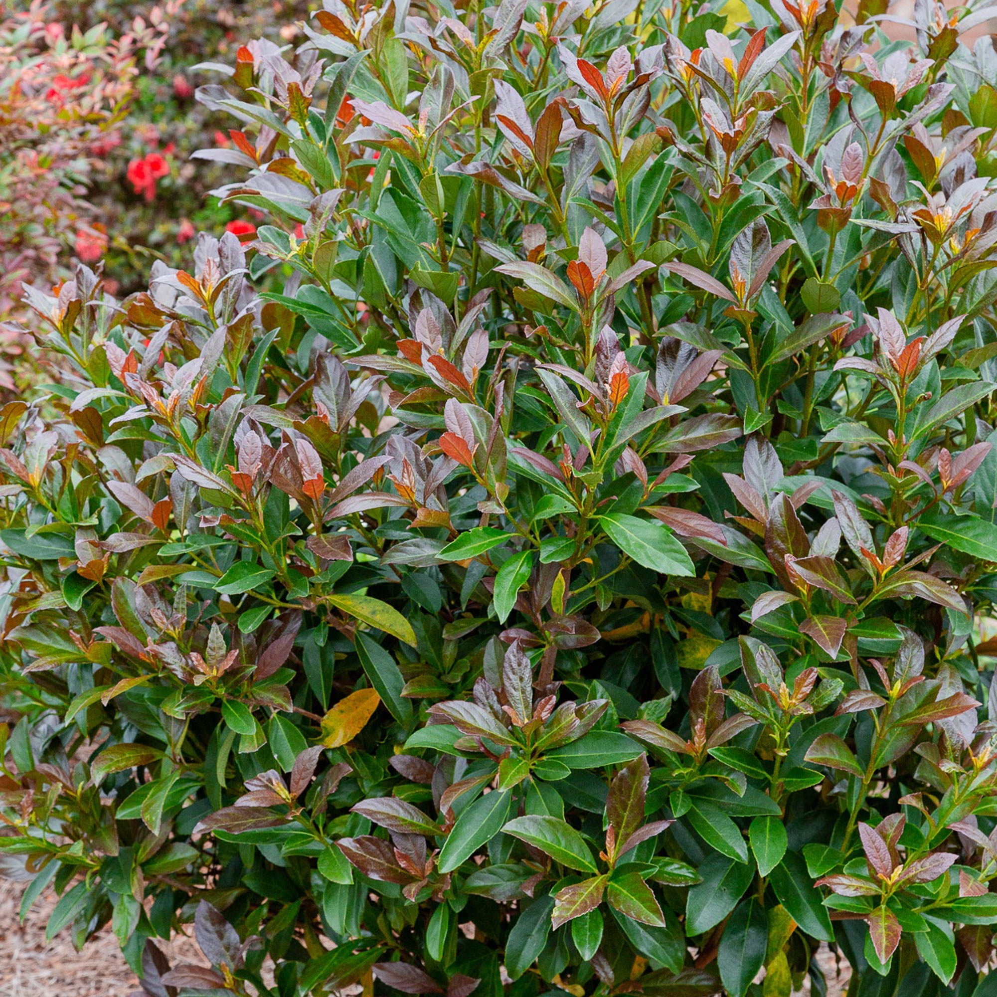 Southern Living Viburnum Copper Top Live Shrub in 2-Gallon Grower Pot