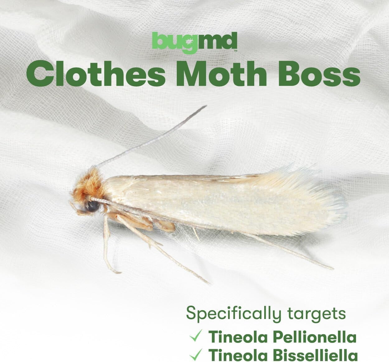 BugMD Clothes Moth Boss Traps (6 Count, White) - Sticky Glue Bug Repellent  Pheromone Attractor for Closets Wardrobes Cabinet Drawers, Moth Balls for