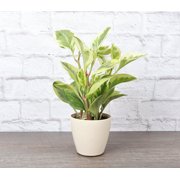 Live Variegated Peperomia Plant - 4" Biodegradable Pot - Natural