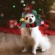 thumbnail image 4 of Gorro de Navidad Ganfancp para Mascotas Shiba Inu Mediano, 4 of 6