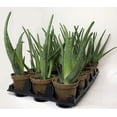 thumbnail image 2 of Aloe Vera Biologique, 2 of 3