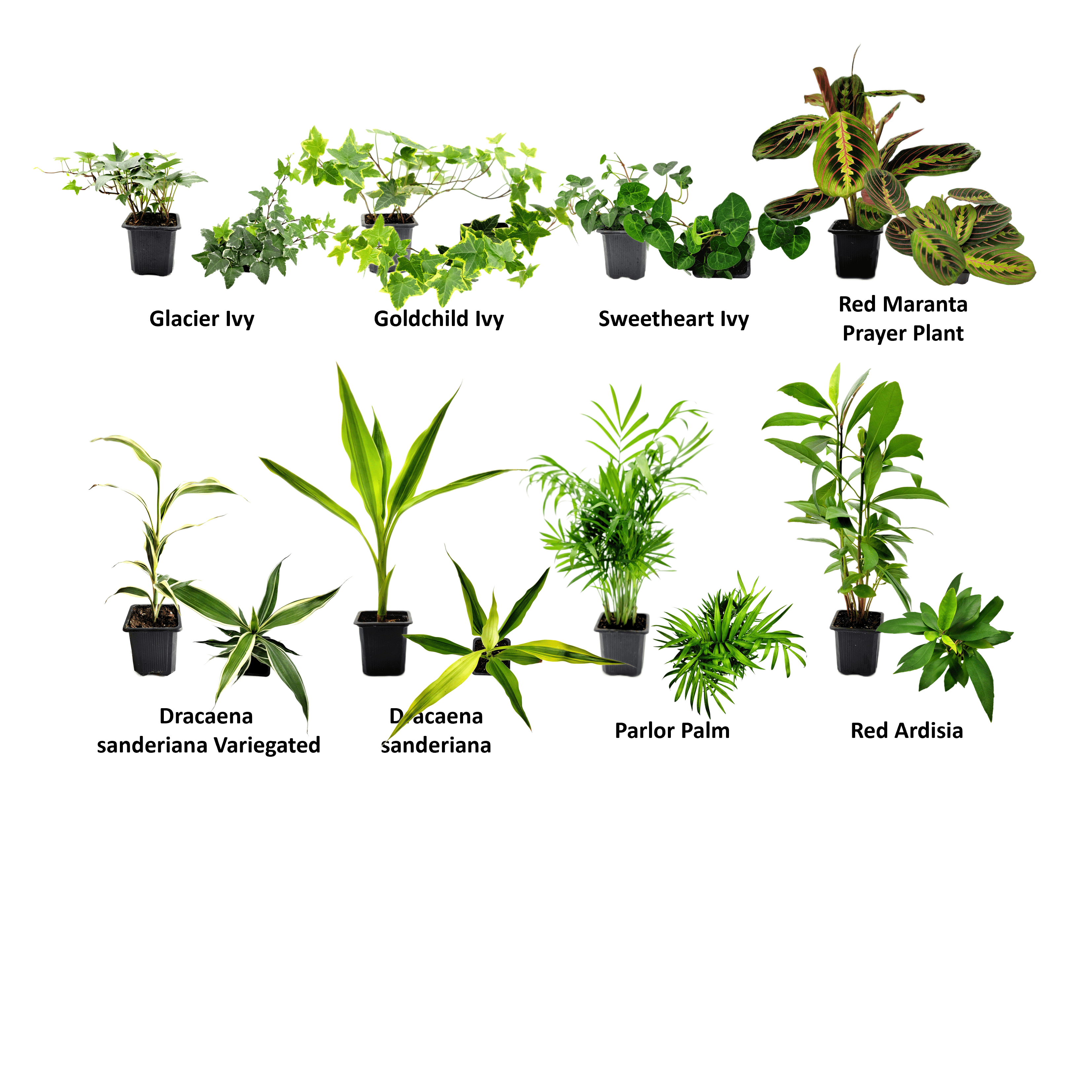 6PK 3”-Pot Live Plant Collection, No Duplicates for up to Three Packs (18 Plants), Live Indoor Houseplants, Live House Plants, Easy to Grow, Indoor Gardening, Home Décor, Office Décor, Gifts