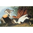 thumbnail image 2 of Audubon, John James 14x10 Black Ornate Wood Framed with Double Matting Museum Art Print Titled - Eider Duck, 2 of 4
