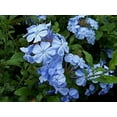 thumbnail image 4 of Plumbago Imperial Blue Plants  40 Live Seedlings  Plumbago Auriculata  Perfect for Bright Garden Displays  Hardy & Low Maintenance, 4 of 9
