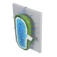 thumbnail image 1 of ROMANSENTIAL Anatomical Cell Model with Accurate Details for Science Classroom and Teaching Use, 1 of 8