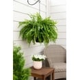 thumbnail image 6 of (2 pack) Expert Gardener 1.5gal Green Boston Fern Live Annual Plant Hanging Basket Part Shade, 6 of 9