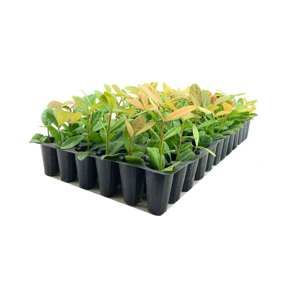 Ixora Maui Red  3 Live Plants  Beautiful Vibrant Blooming Butterfly Attracting Shrub  Coccinea Flame of The Woods Jungle Flame