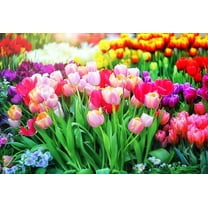 20 Mixed Color Tulip Bulbs for Planting - Easy to Grow - Made in USA, Ships from Iowa