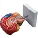 thumbnail image 4 of 3X Modelo Anatómico Cerebral Anatomía 1: 1 Medio Cerebro Tallo Cerebral Suministros de Laboratorio de Enseñanza Médica, 4 of 5