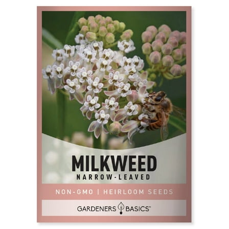 Narrow-Leaved (Whorled) Milkweed Seeds