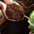 thumbnail image 5 of Fiddle Leaf Fig Soil by Perfect Plants - 8 Quart, 5 of 5