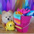 thumbnail image 3 of Juguete para Perro Snuggle Puppy Tender-Tuffs Delfín de Peluche Pequeño, 3 of 6
