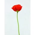 thumbnail image 2 of Frank, Assaf 19x24 White Modern Wood Framed Museum Art Print Titled - Single poppy flower, 2 of 4