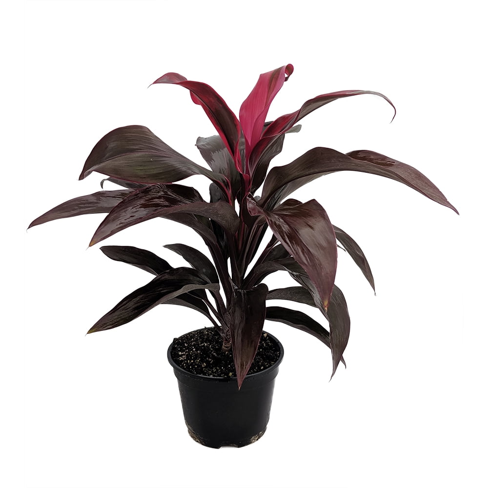 Ruby Hawaiian Ti Plant Cordyline 6" Pot Easy to Grow House Plant