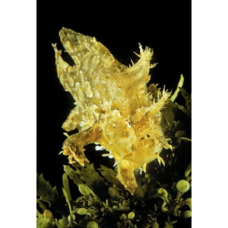 USA Sargasumfish (Histiro histiro) on floating sargasum weed in Pacific ocean Hawaii Canvas Art - Dave Fleetham  Design Pics (12 x (Pics Of The Best Weed In The World)