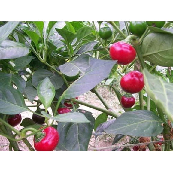 Pepper Sweet Red Cherry Great Heirloom Vegetable 20 Seeds