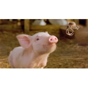 Charlotte's Web (2006) [DVD]