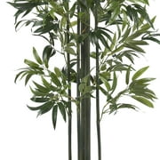 6 Bamboo Silk Tree, Green Trunks