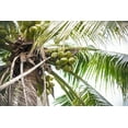 thumbnail image 5 of (12 Pack) Taste Nirvana Real Coconut Water, 16.2 Fl. Oz., 5 of 8