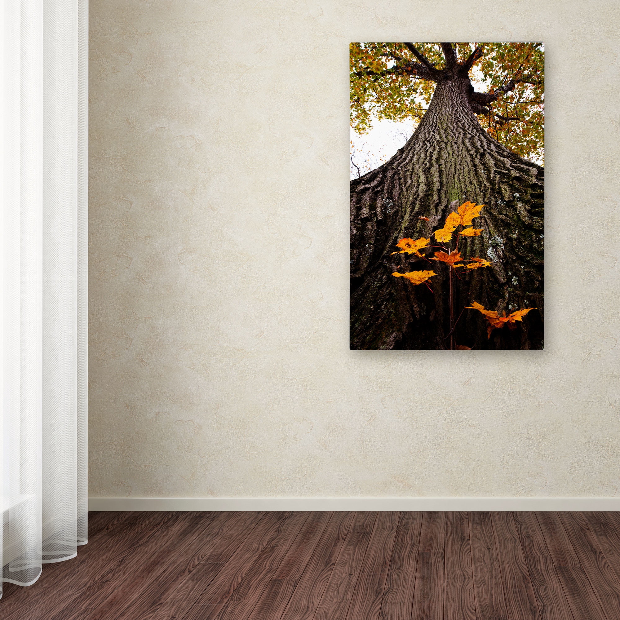 Trademark Fine Art "Mighty Maple and Sapling" Canvas Art by Kurt Shaffer