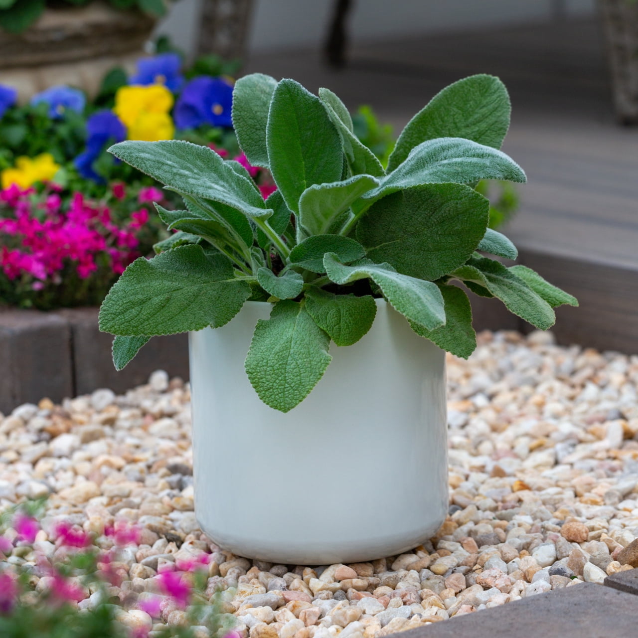 Expert Gardener 2QT Silver Stachys Live Perennial Plant Sun 3 -Pack