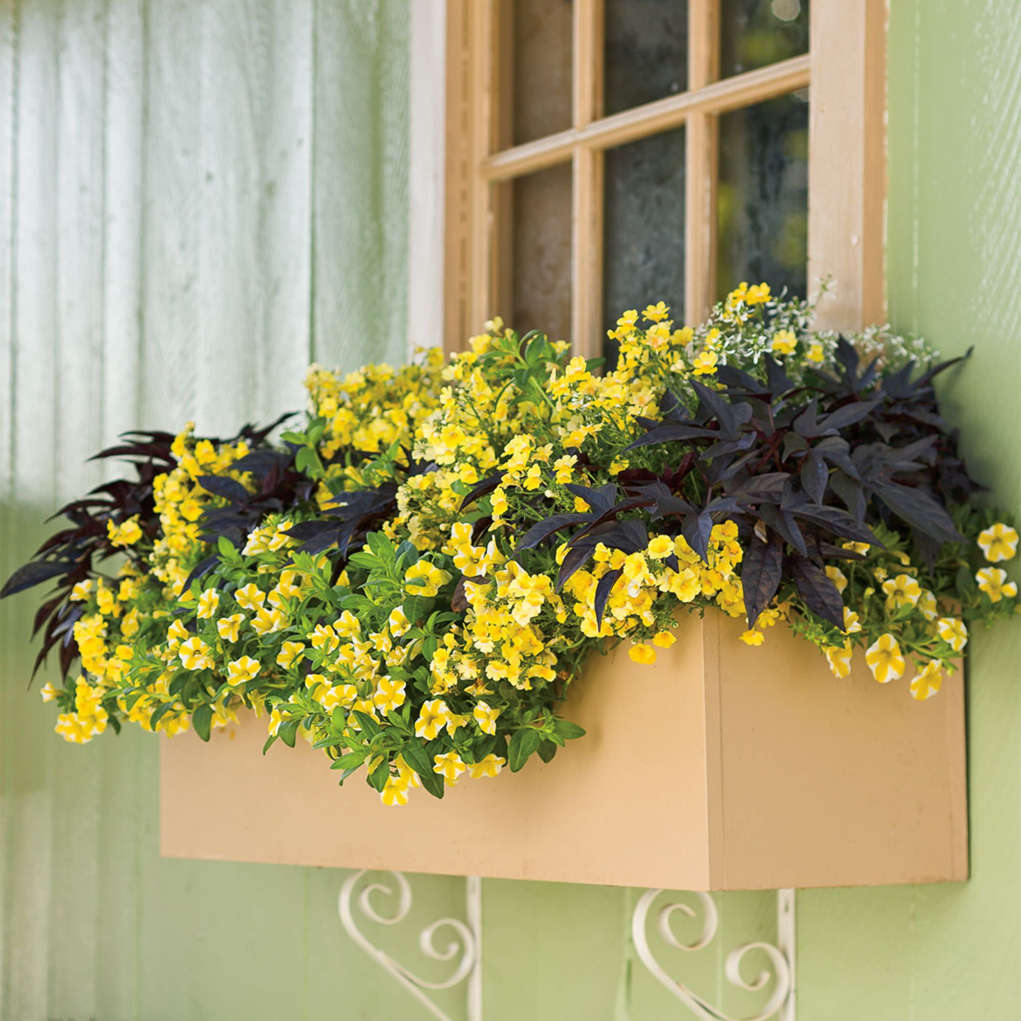 Proven Winners 4" Multicolor Superbells Lemon Slice Calibrachoa Live Plant in 4.25" Pot (4 Count)