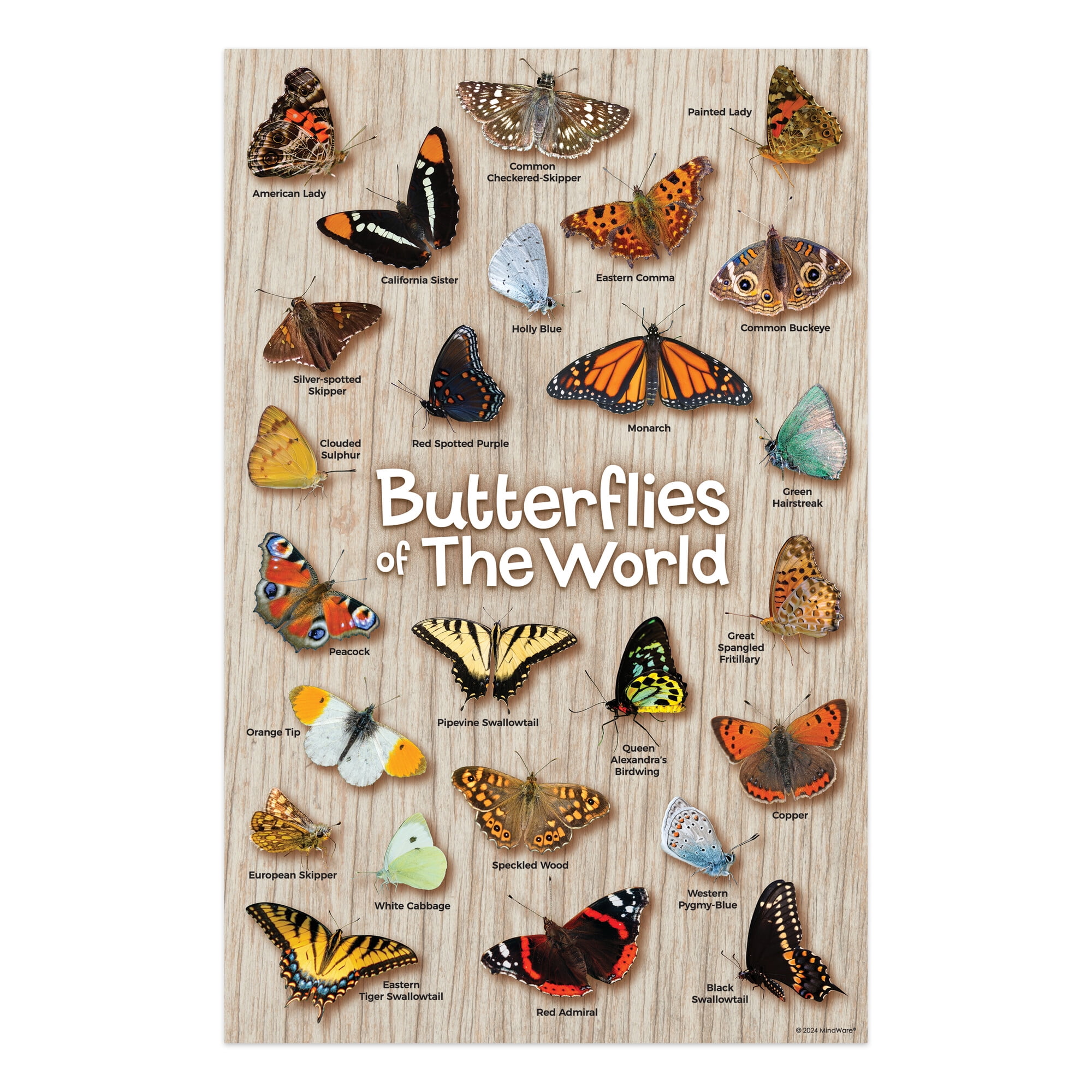 MindWare Make Your Own Butterfly House Kit, Butterfly Craft Kit for Kids Age 5 and Up