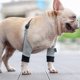 thumbnail image 4 of Tholdsy Codo para perro, soporte para articulaciones, accesorios de envoltura profesional, envoltura para heridas, Protector de pierna Electrónica, 4 of 6